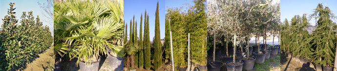 Magnolia Gandiflora Gallisoniensis, Trachycarpus Fortunei (Chamaerops Excelsa), Cupressus Sempervirens Pyramidalis, Bambusa Viridi-Gaucescens, Olea Europea (Olivo), Cedrus Deodara Pendula